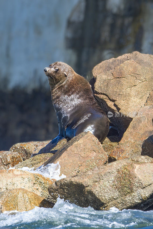 岩石上的海豹(Arctocephalus pusillus)